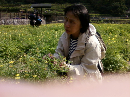 摸摸看，原來「魯冰花」長成這樣！ 