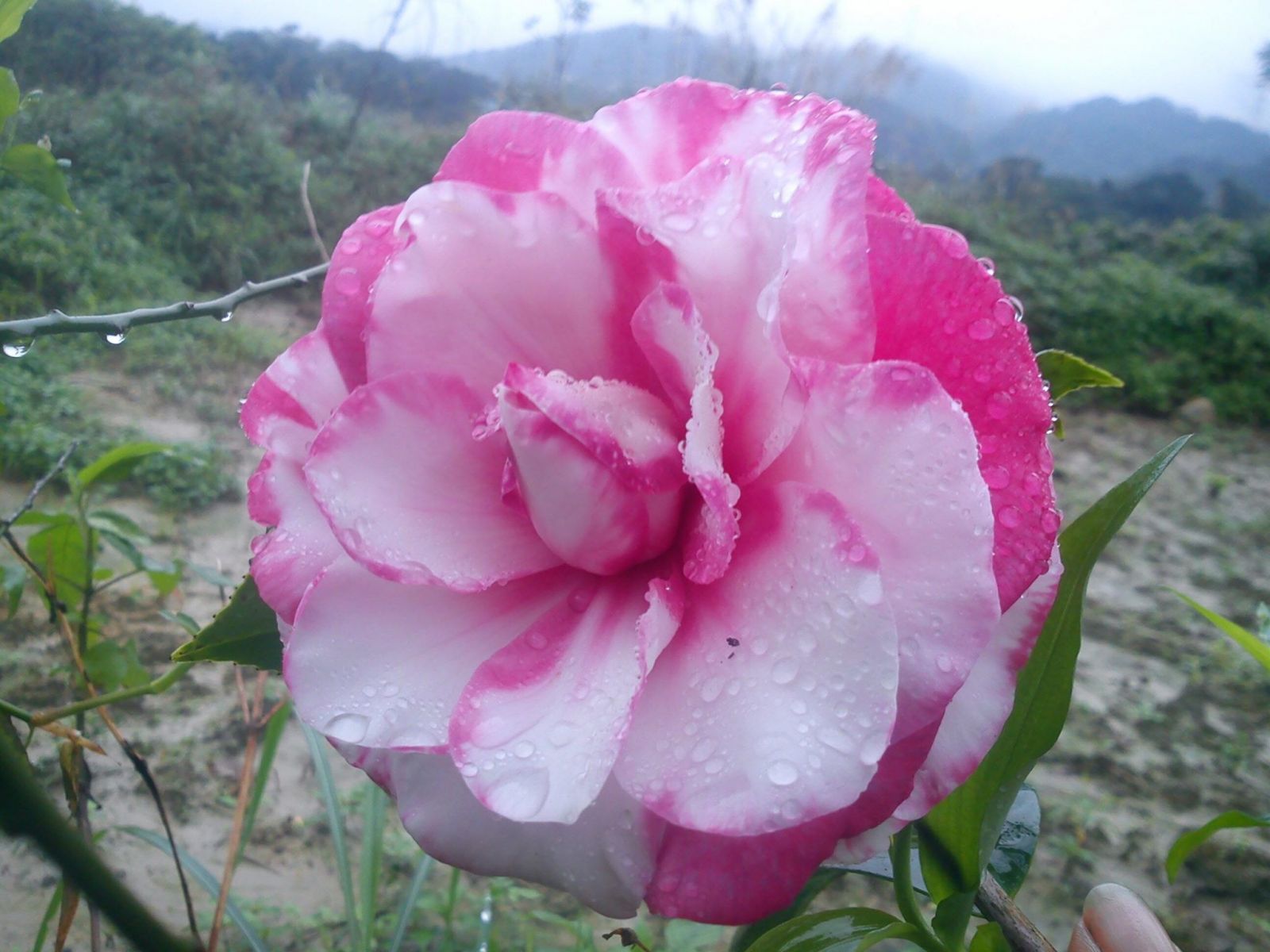 圖十五，美麗的花。（圖為志工惠文攝）